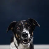 Clyde, Official Greeter at Mighty River Wellness
